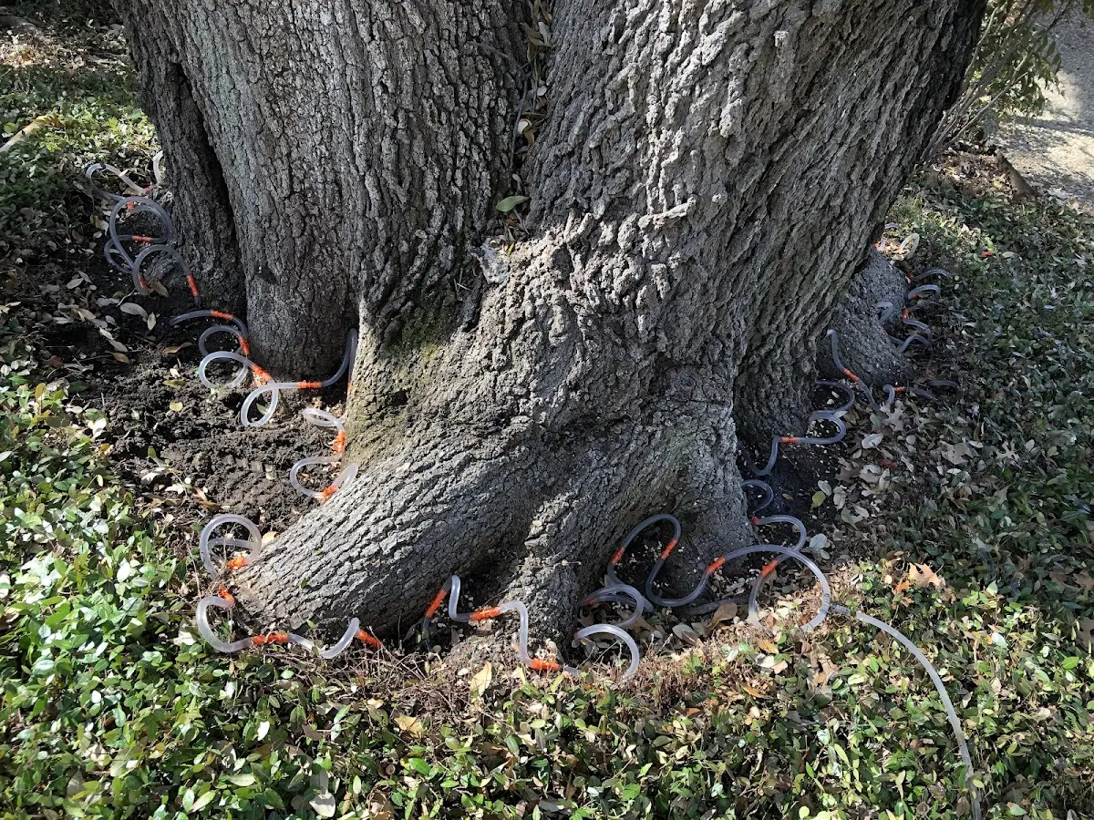 Detailed Tree Cabling and Bracing job site in Findley Lake