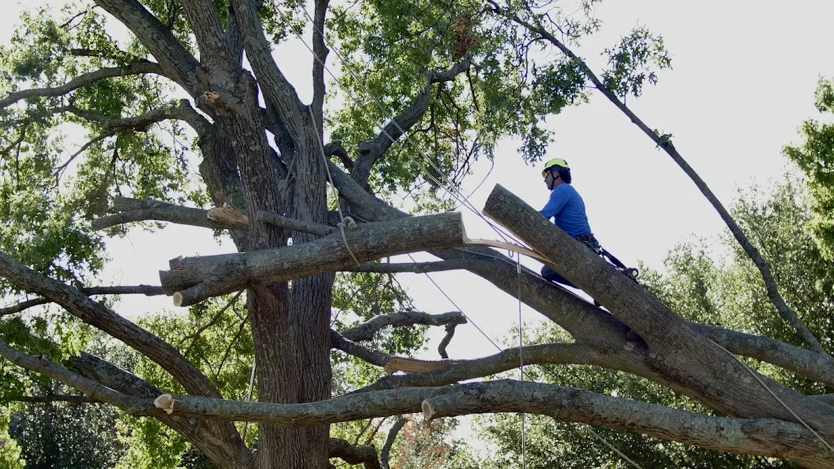Professional Crown Thinning performed by certified arborists in Findley Lake