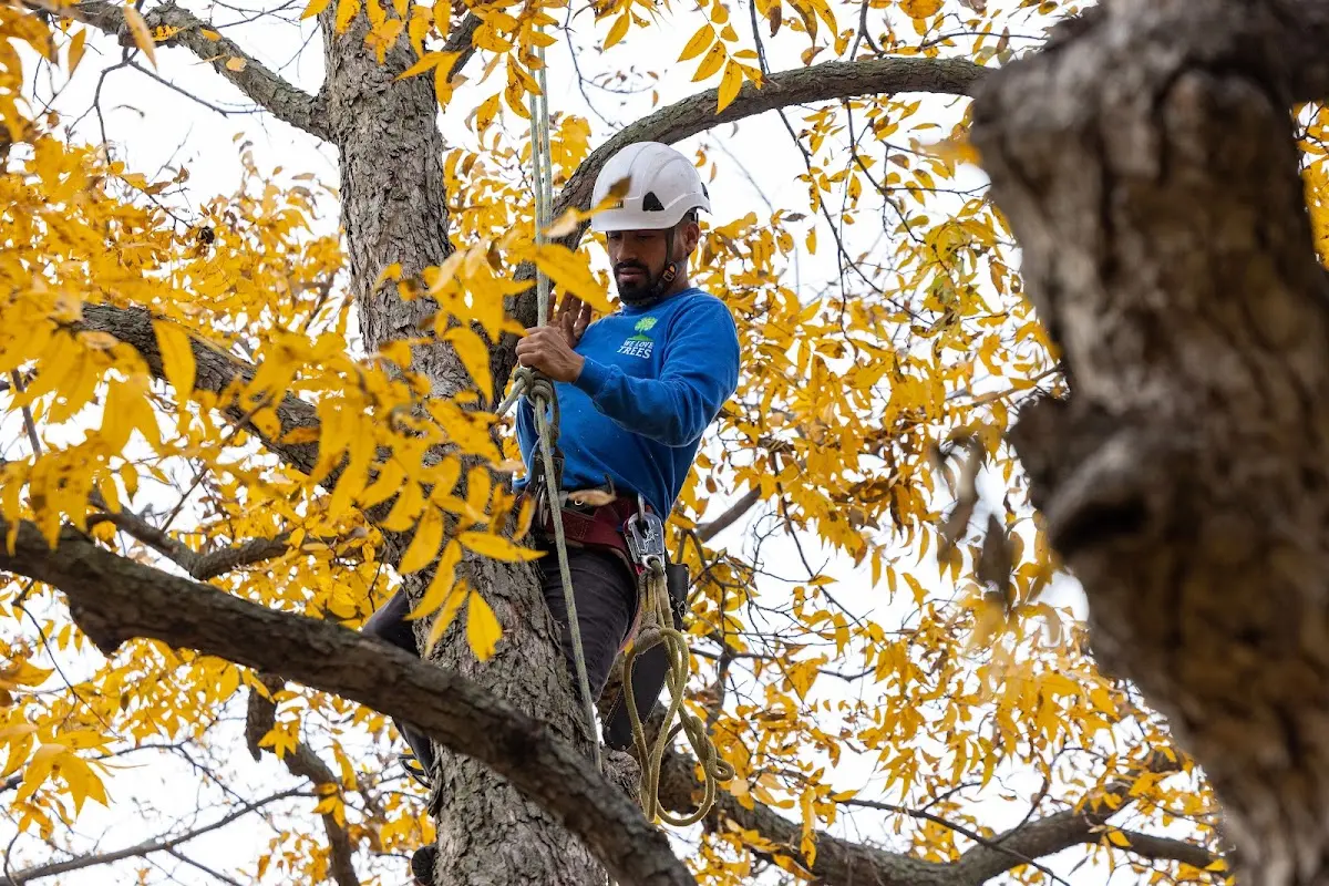 Skilled Storm Damage Cleanup crew working in Findley Lake